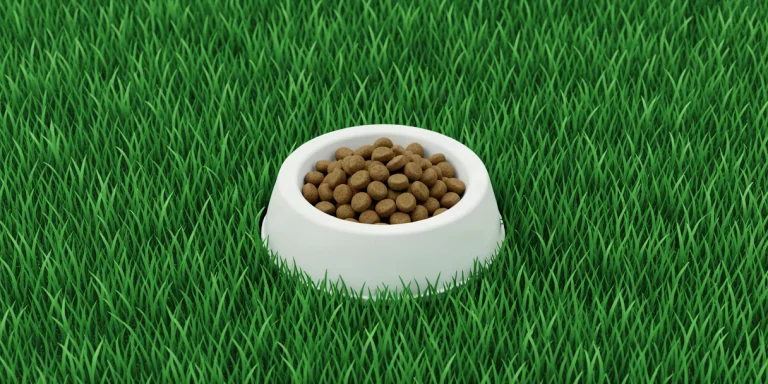 Hero illustration for the article “How to Choose the Perfect Diet for Cats with Special Needs: Recommendations and Tips”